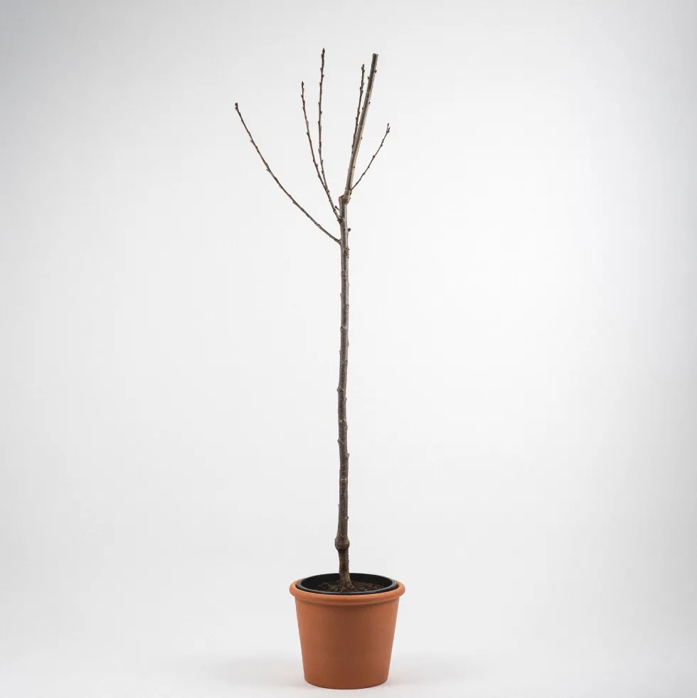 Cerezo 'Picota' (Prunus avium)