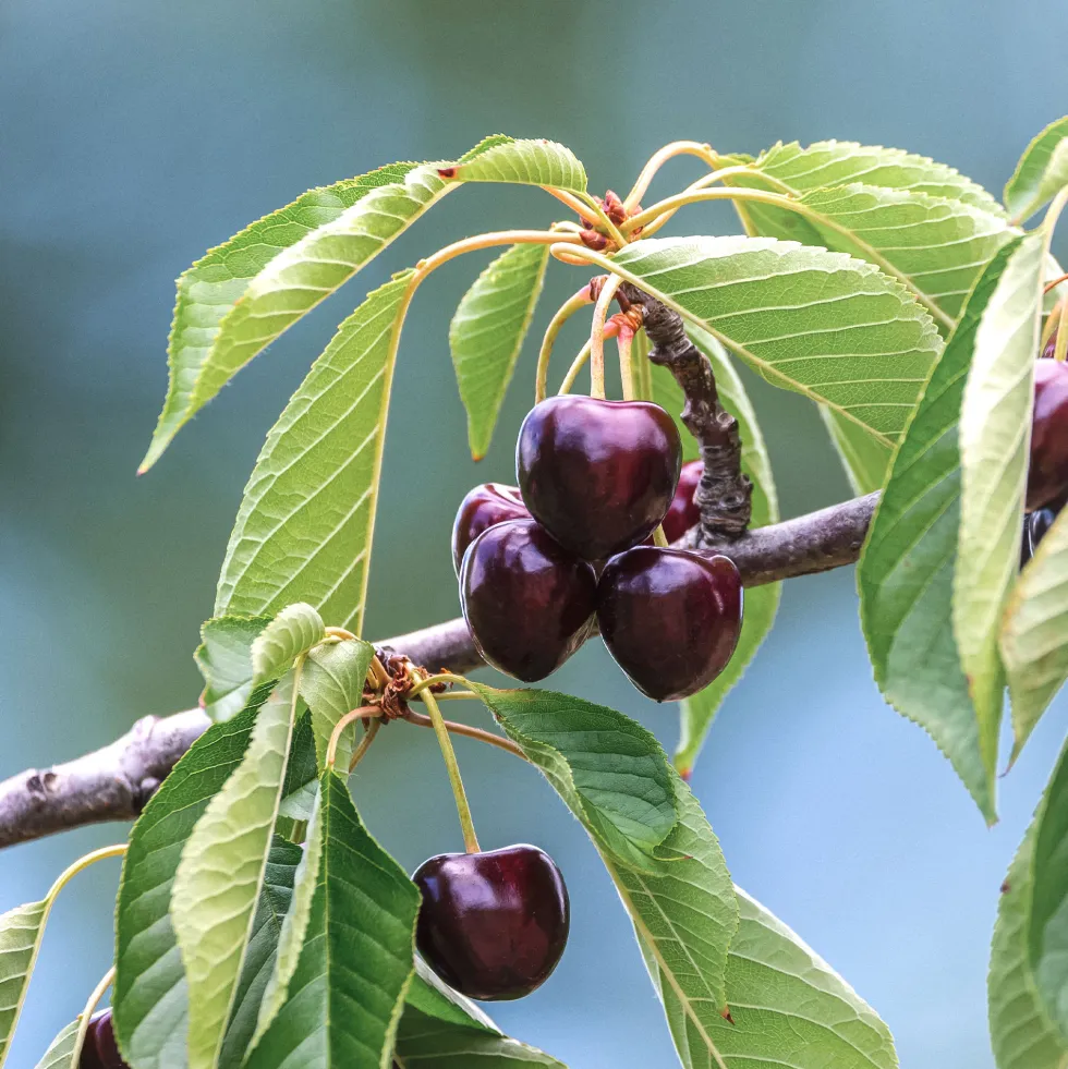 Cerezo "Sweet Heart" (Prunus avium)