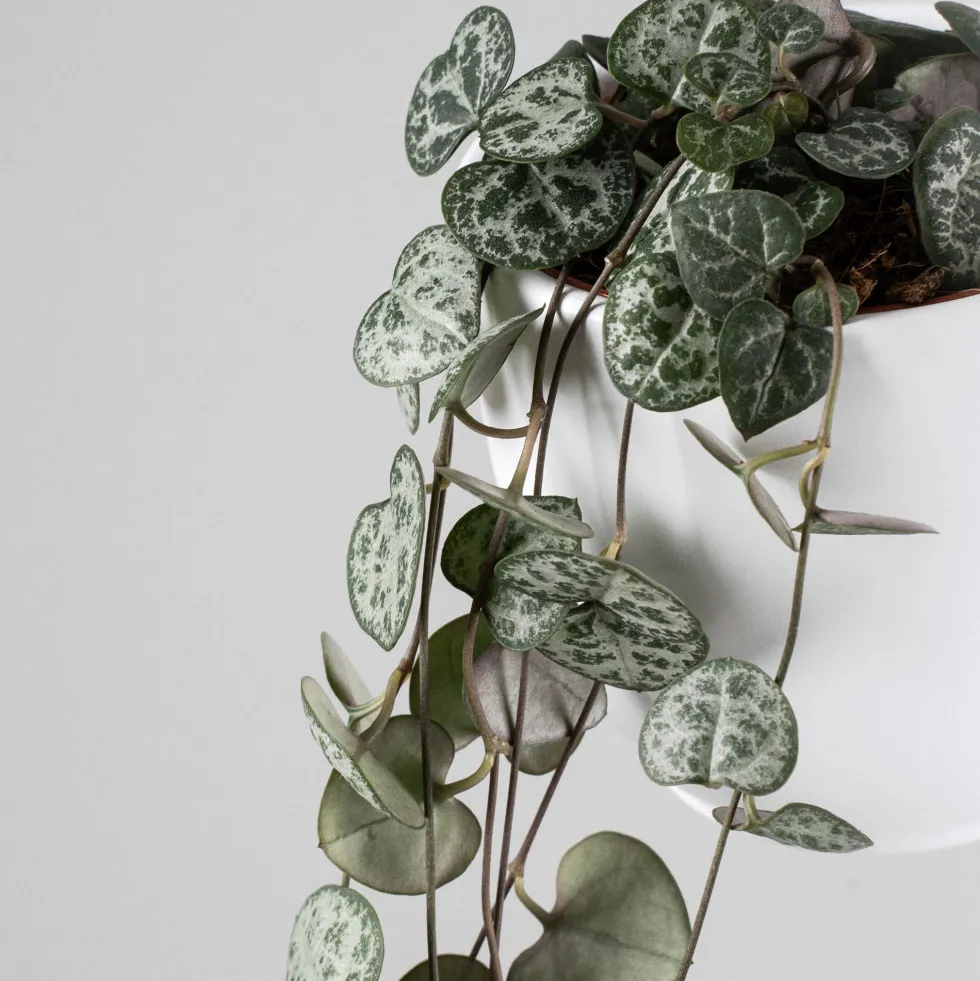 Ceropegia woodii