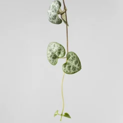 Ceropegia woodii