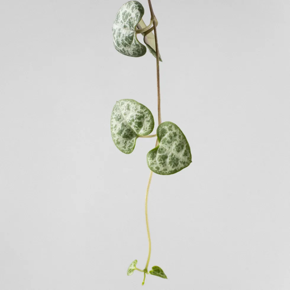 Ceropegia woodii