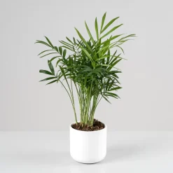 Chamaedorea Mini