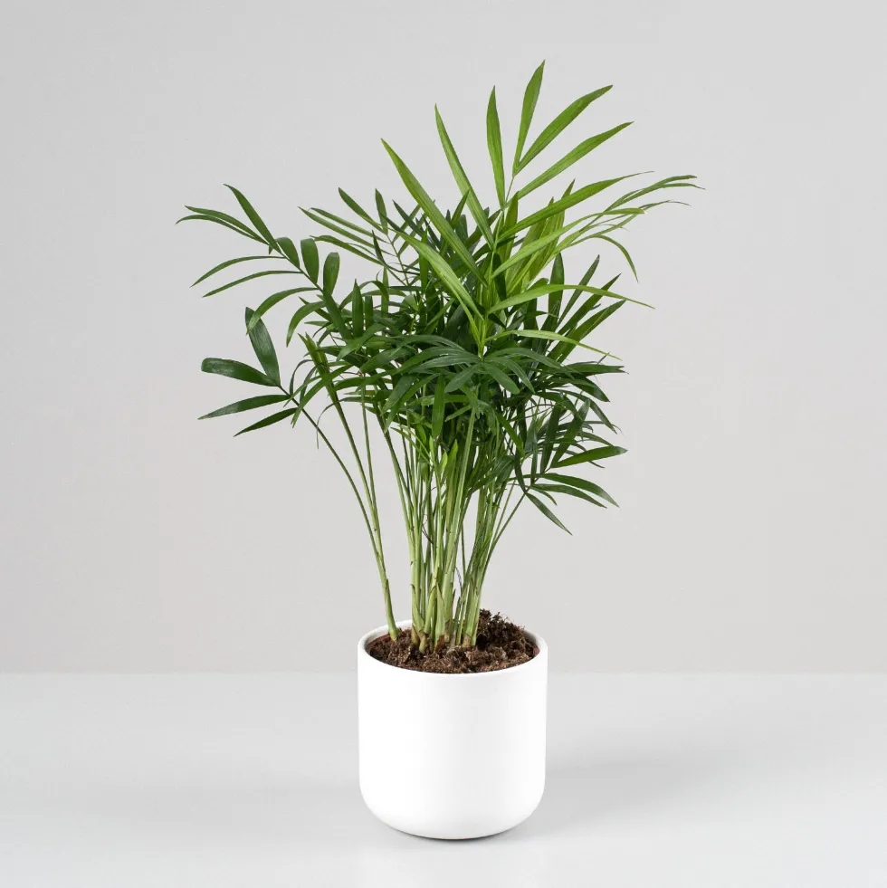 Chamaedorea Mini