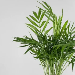 Chamaedorea Mini