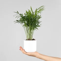 Chamaedorea Mini