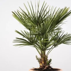 Chamaerops humilis (Palmito)