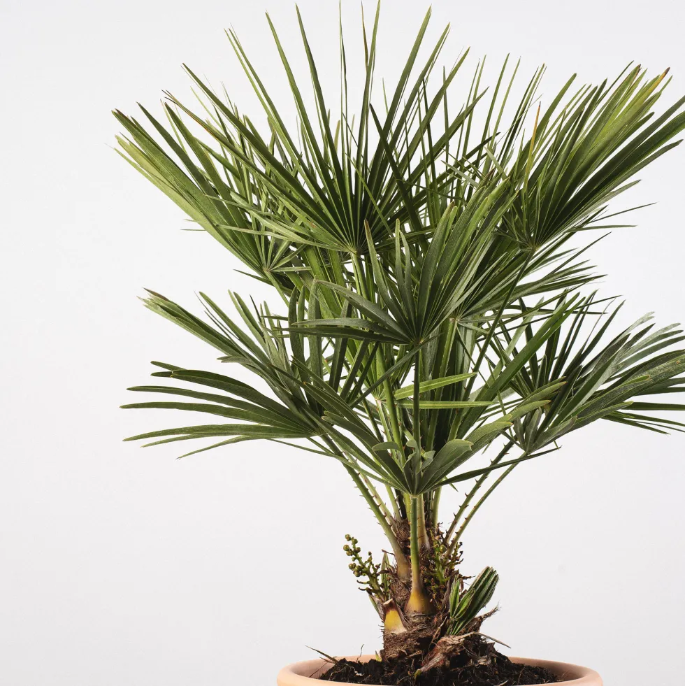 Chamaerops humilis (Palmito)