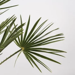 Chamaerops humilis (Palmito)
