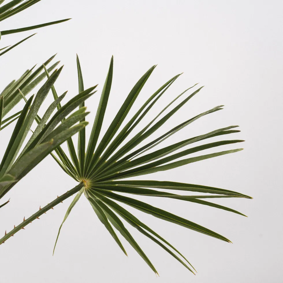 Chamaerops humilis (Palmito)