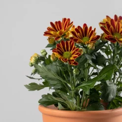 Chrysanthemum 'Rainbow Lake Worth'