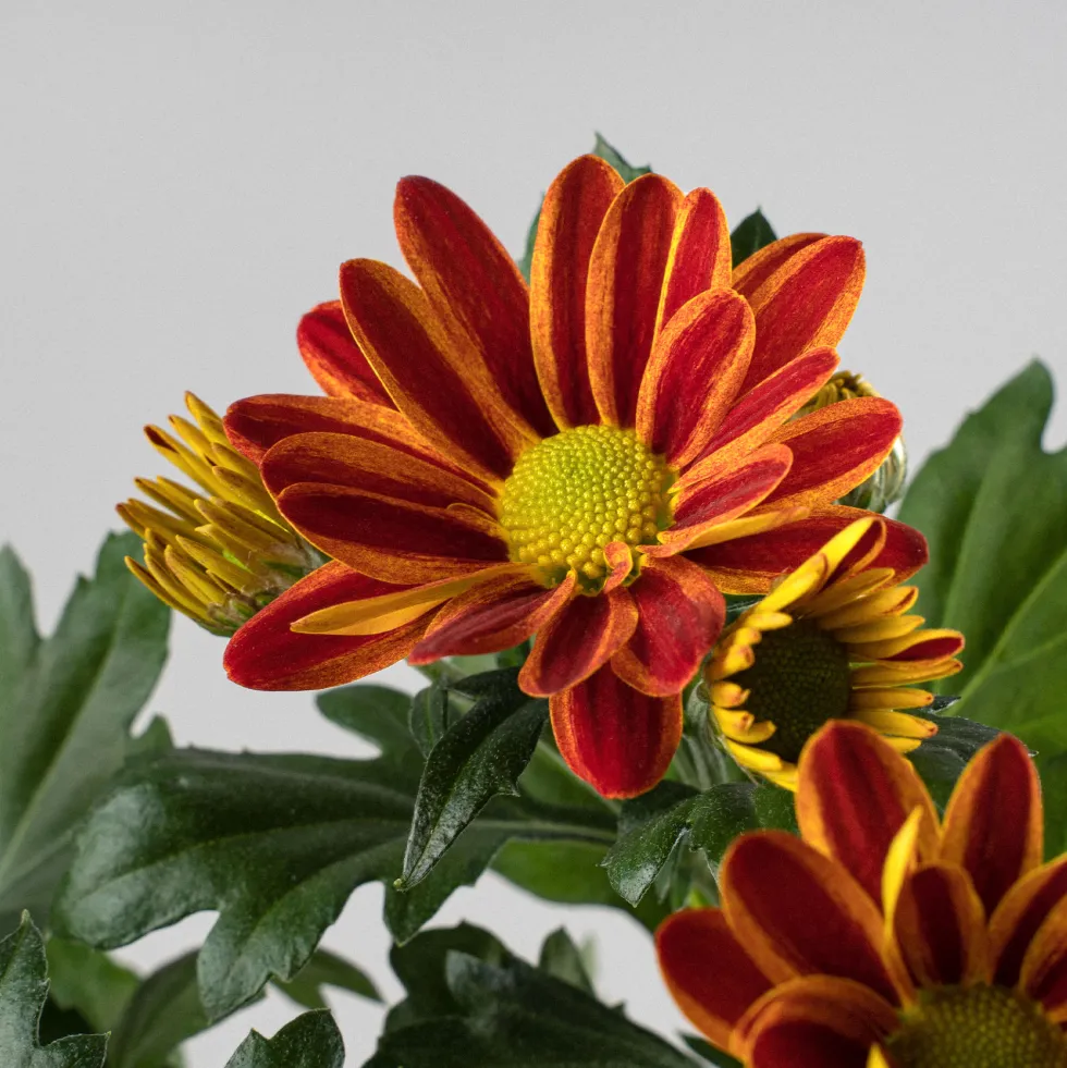 Chrysanthemum 'Rainbow Lake Worth'