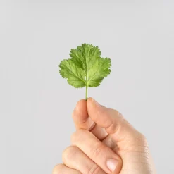Cilantro (coriandrum sativum) - Planta aromática