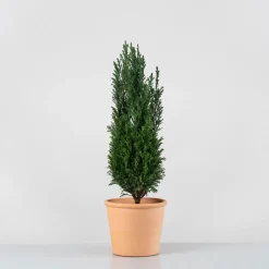 Ciprés de Lawson - Chamaecyparis lawsoniana 'Ellwoodii'