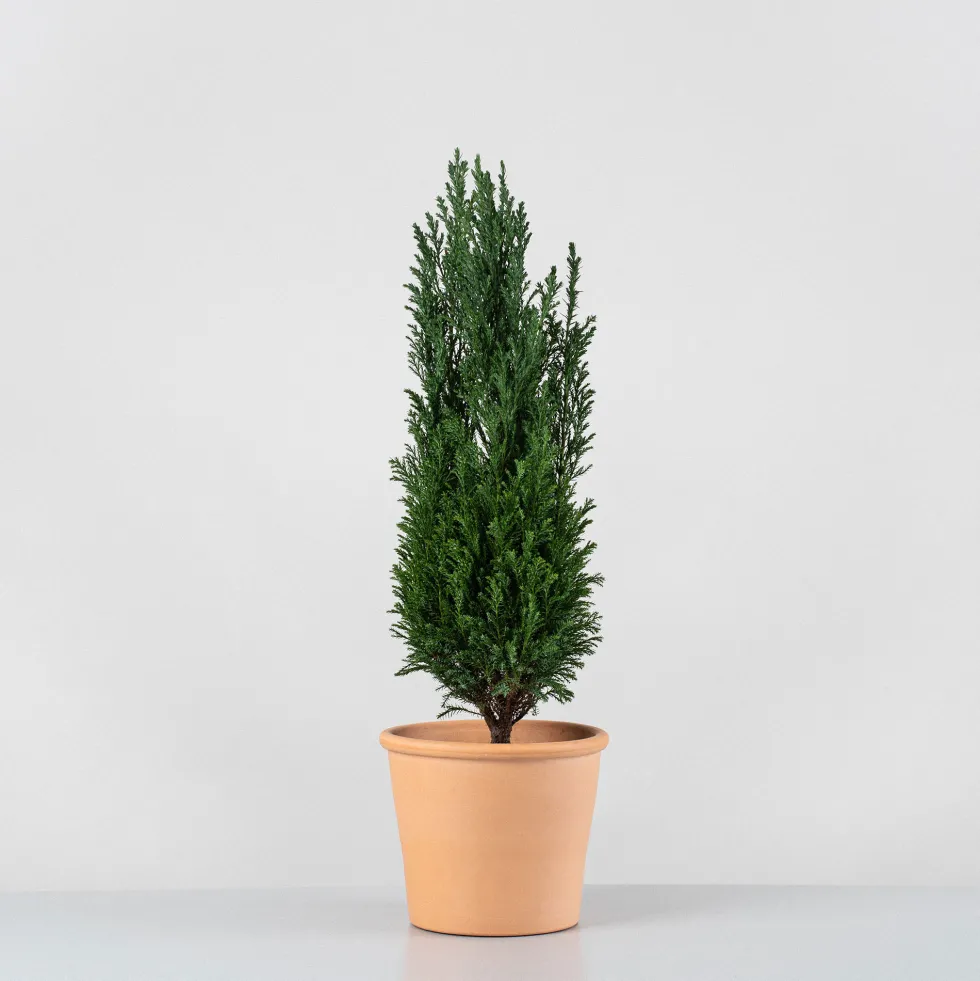 Ciprés de Lawson - Chamaecyparis lawsoniana 'Ellwoodii'
