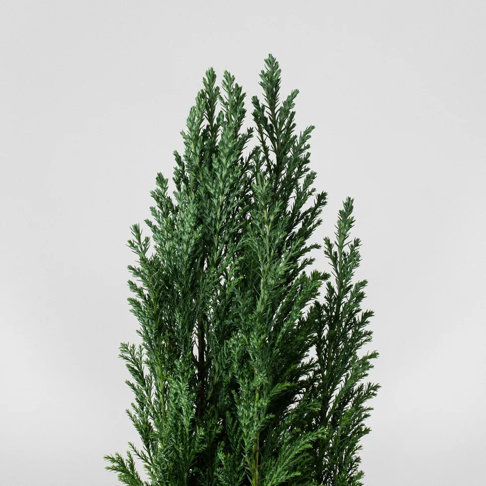 Ciprés de Lawson - Chamaecyparis lawsoniana 'Ellwoodii'
