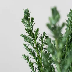 Ciprés de Lawson - Chamaecyparis lawsoniana 'Ellwoodii'