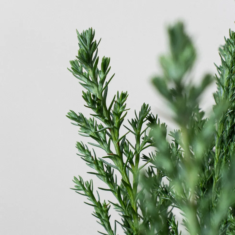 Ciprés de Lawson - Chamaecyparis lawsoniana 'Ellwoodii'