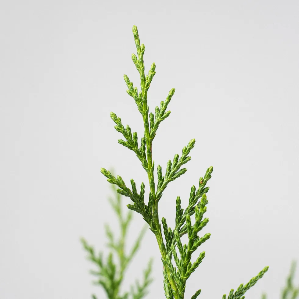 Ciprés de Leyland - × Hesperotropsis leylandii