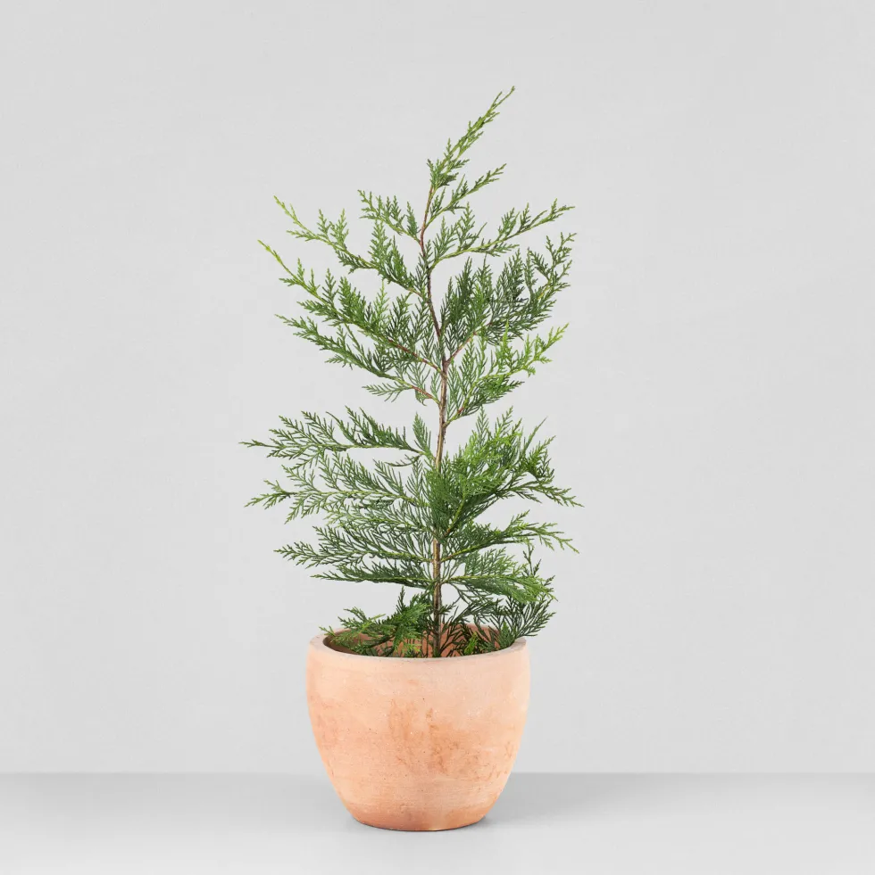 Ciprés de Leyland - × Hesperotropsis leylandii