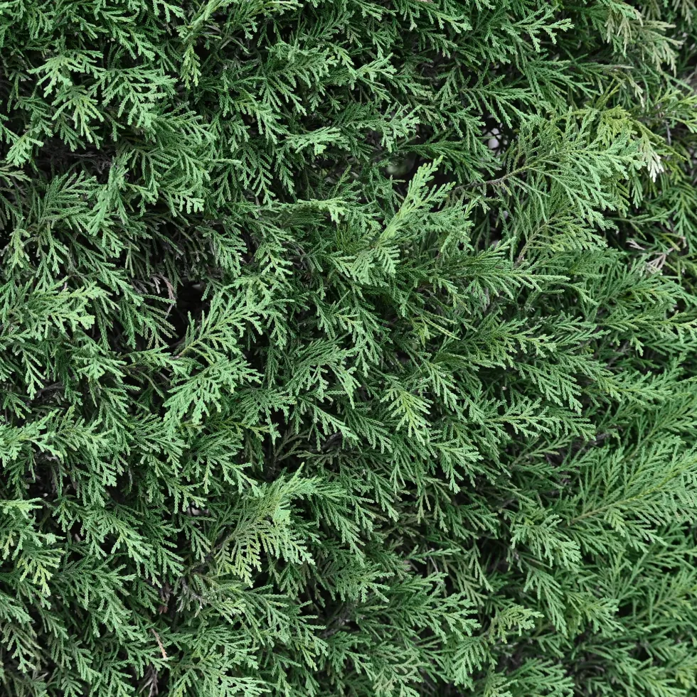 Ciprés de Leyland - × Hesperotropsis leylandii