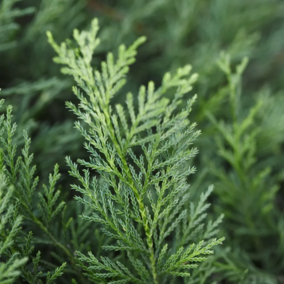 Ciprés de Leyland - × Hesperotropsis leylandii