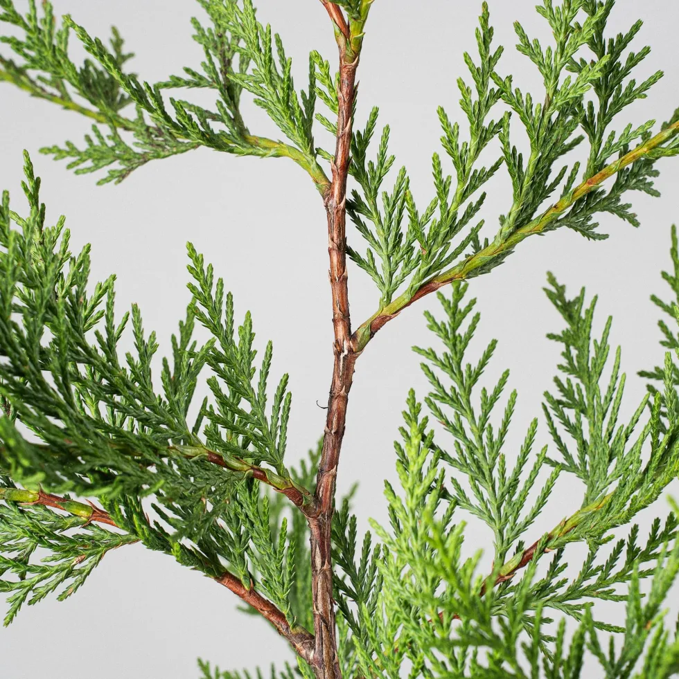 Ciprés de Leyland - × Hesperotropsis leylandii