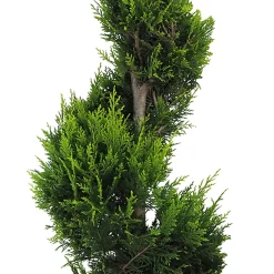 Ciprés de Leyland - × Hesperotropsis leylandii 'Castlewellan Gold' en Espiral