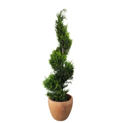 Ciprés de Leyland - × Hesperotropsis leylandii 'Castlewellan Gold' en Espiral