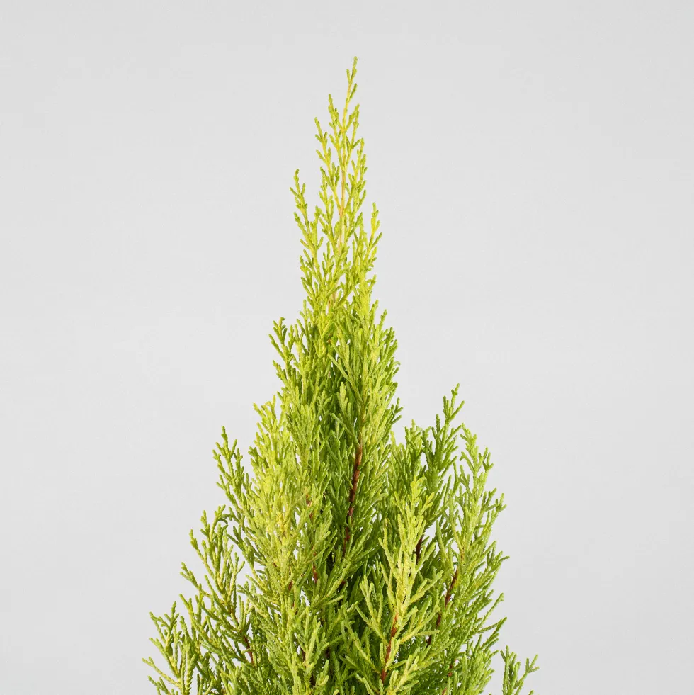Ciprés de Monterrey - Ciprés macrocarpa 'Golden Wilma'