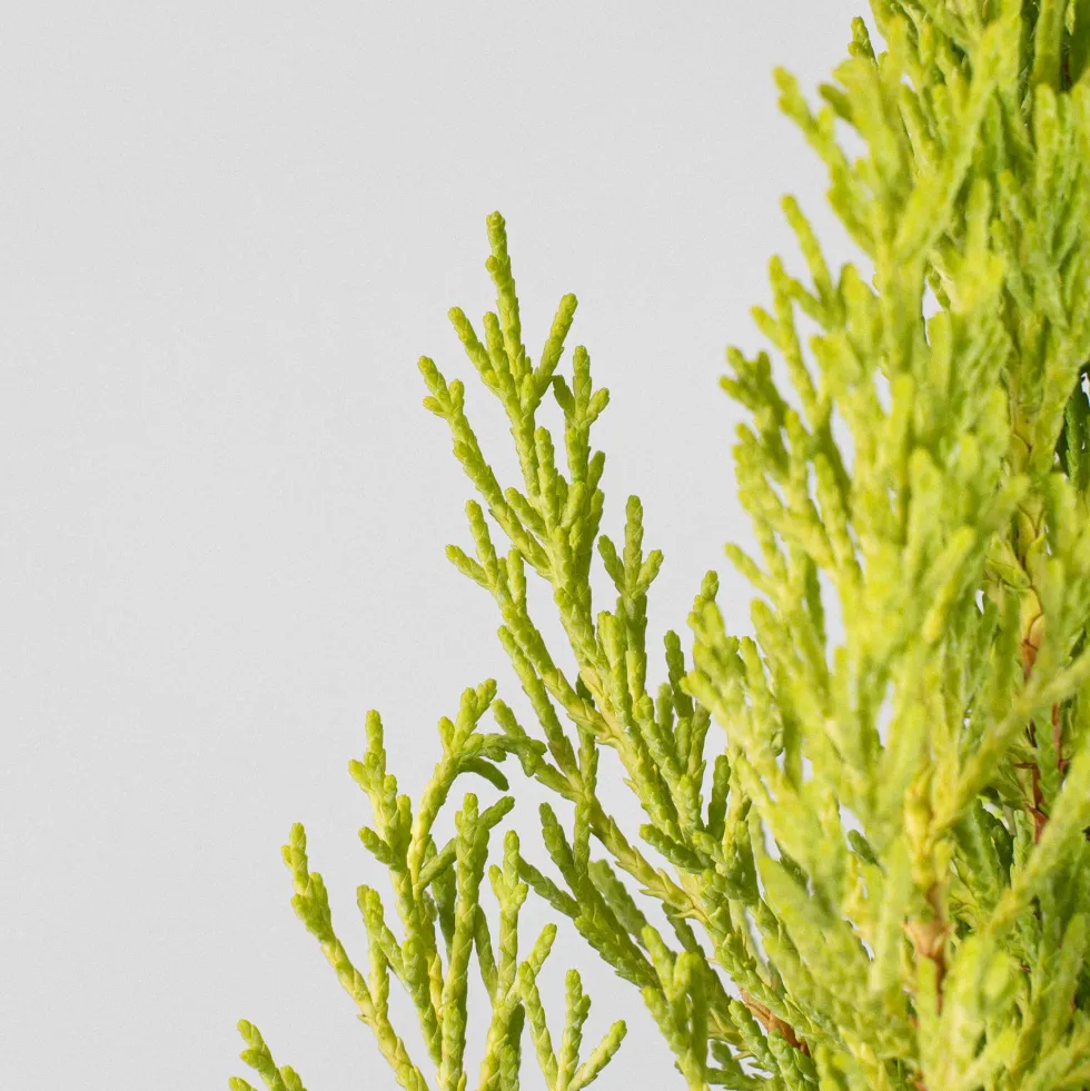 Ciprés de Monterrey - Ciprés macrocarpa 'Golden Wilma'