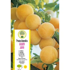 Ciruelo 'Golden Japan'