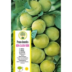 Ciruelo 'Reine-Claude Verte'