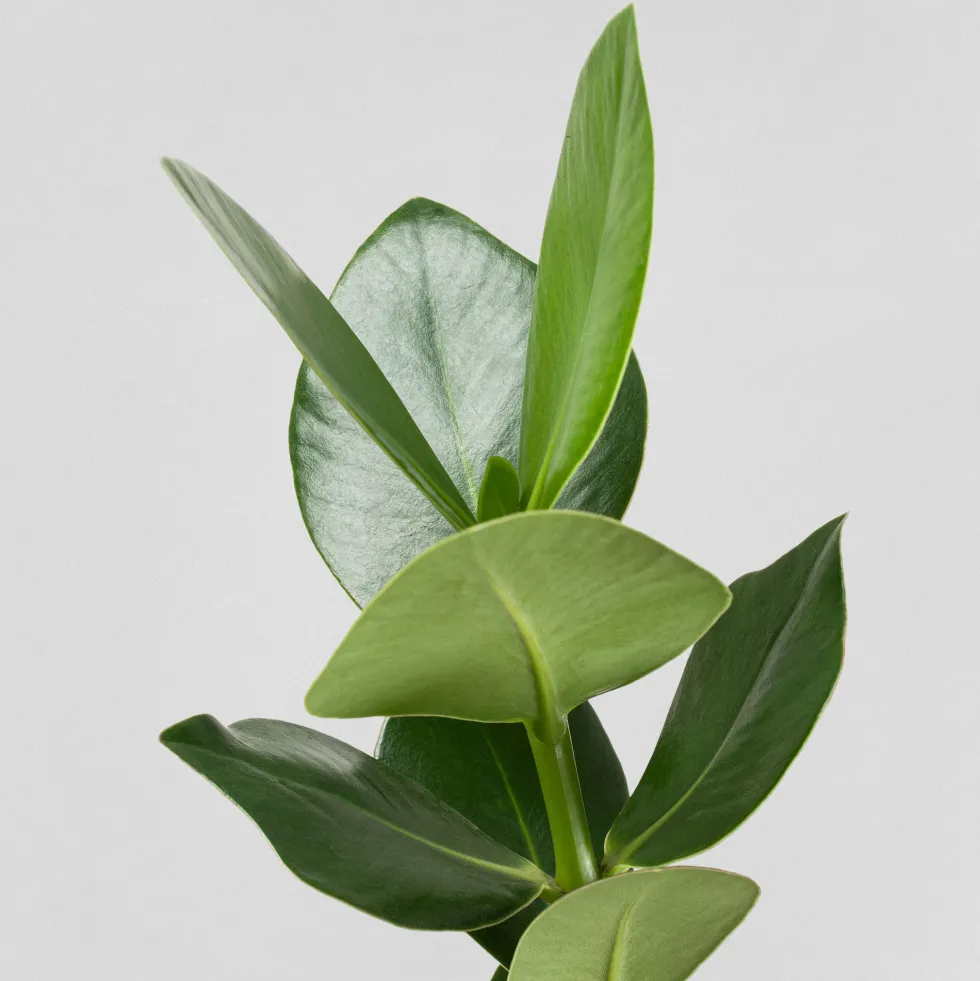 Clusia rosea 'Princess' (Hidropónica)
