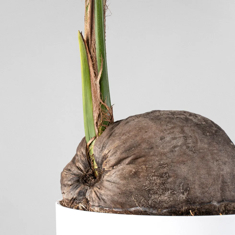 Cocos nucifera (Planta cocotero)