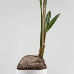 Cocos nucifera (Planta cocotero)