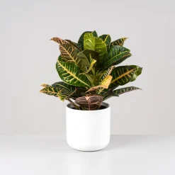 Codiaeum variegatum 'Petra'