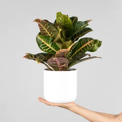 Codiaeum variegatum 'Petra'