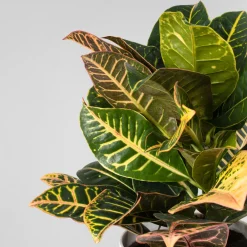 Codiaeum variegatum 'Petra'