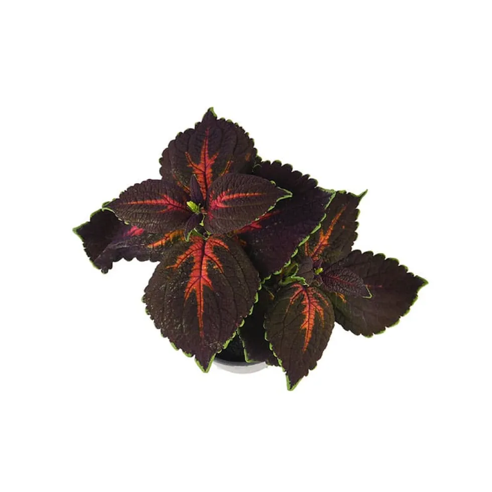 Coleus scutellarioides (Solenostemon)