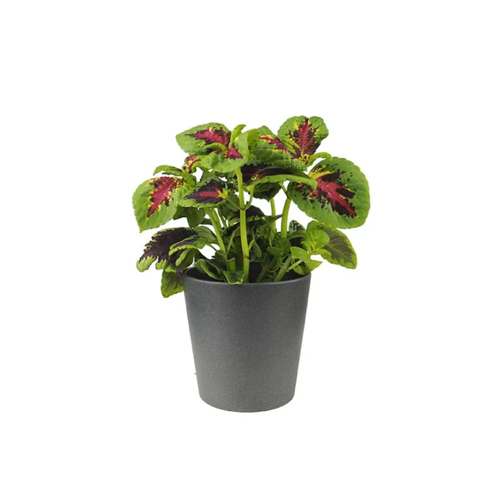 Coleus scutellarioides (Solenostemon)