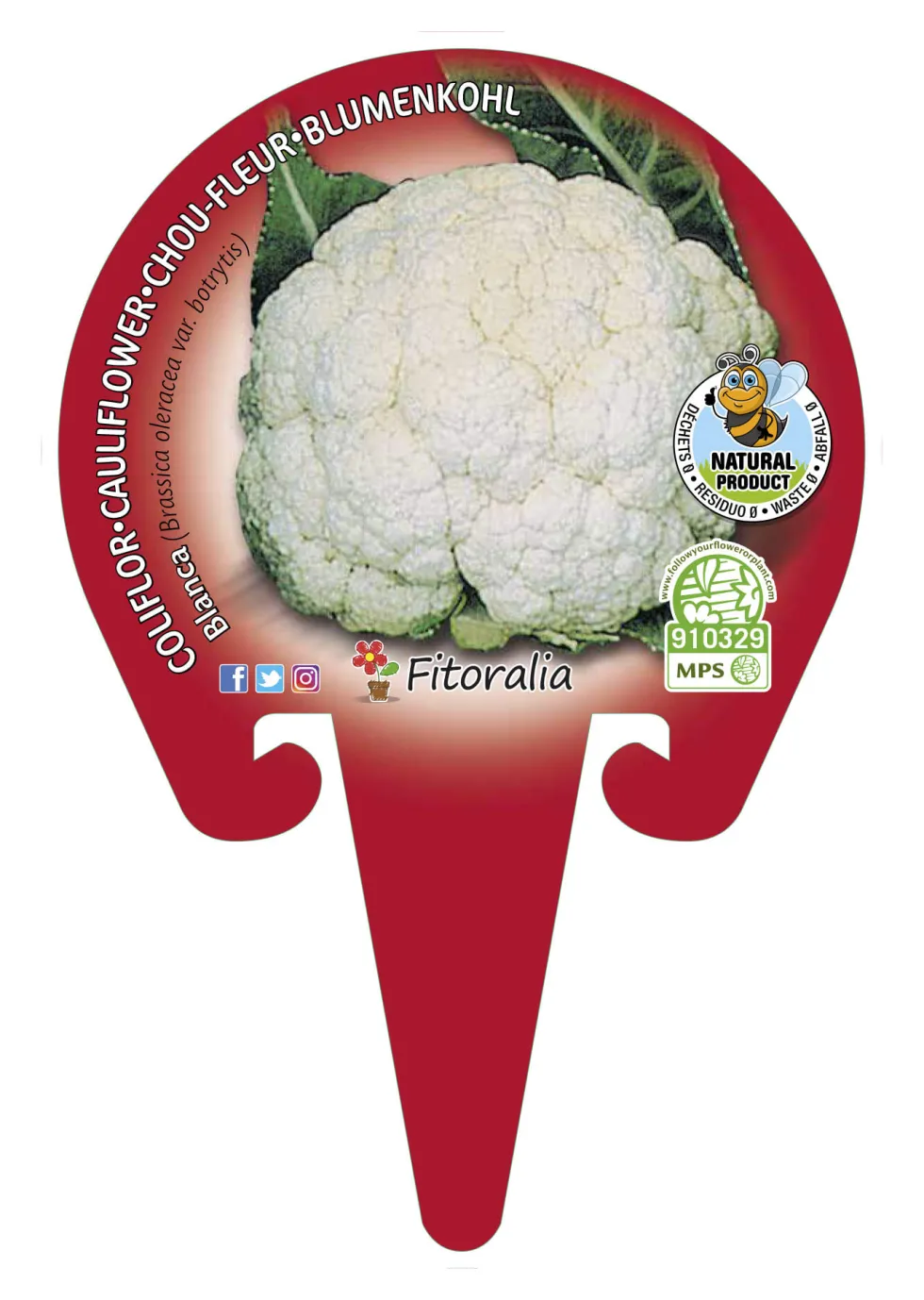 Coliflor blanca - Planta de huerto