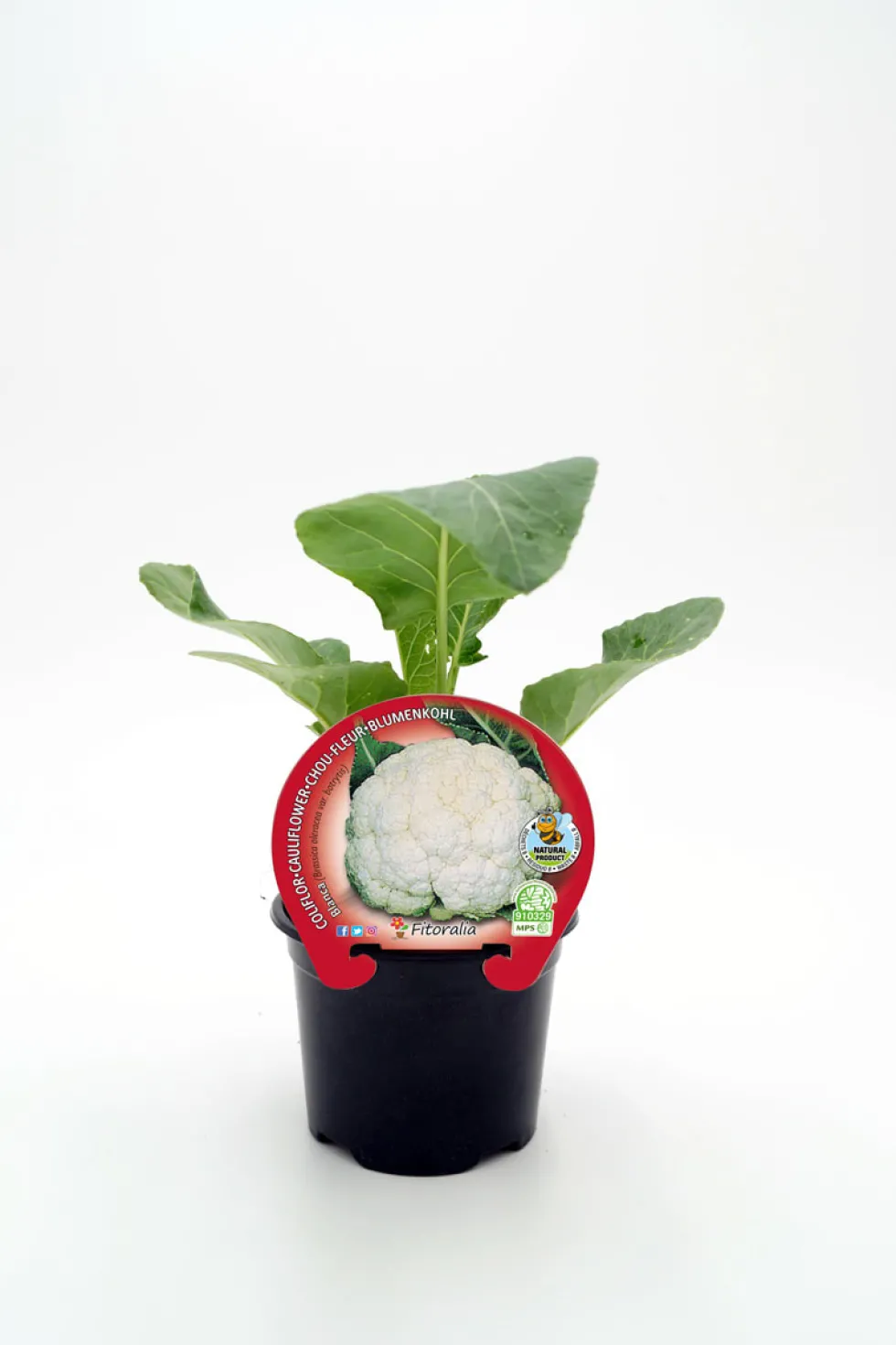 Coliflor blanca - Planta de huerto