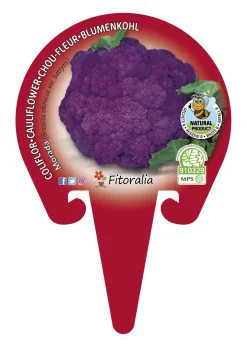 Coliflor morada - Planta de huerto