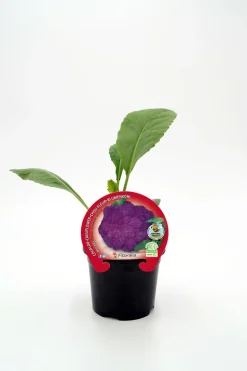 Coliflor morada - Planta de huerto
