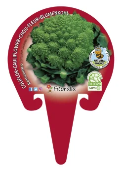 Coliflor Romanesco - Planta de huerto