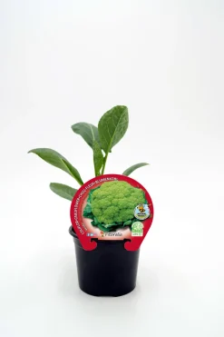Coliflor verde - Planta de huerto