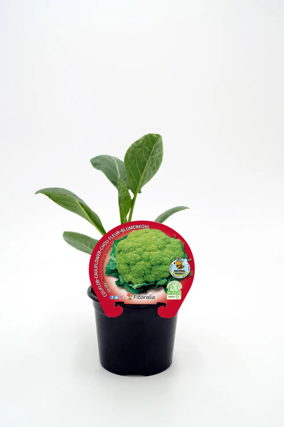 Coliflor verde - Planta de huerto