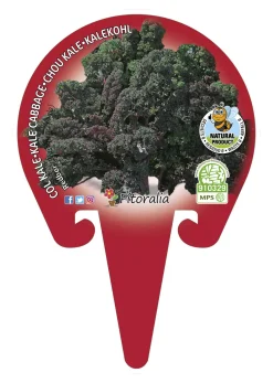 Col kale morada - Planta de huerto