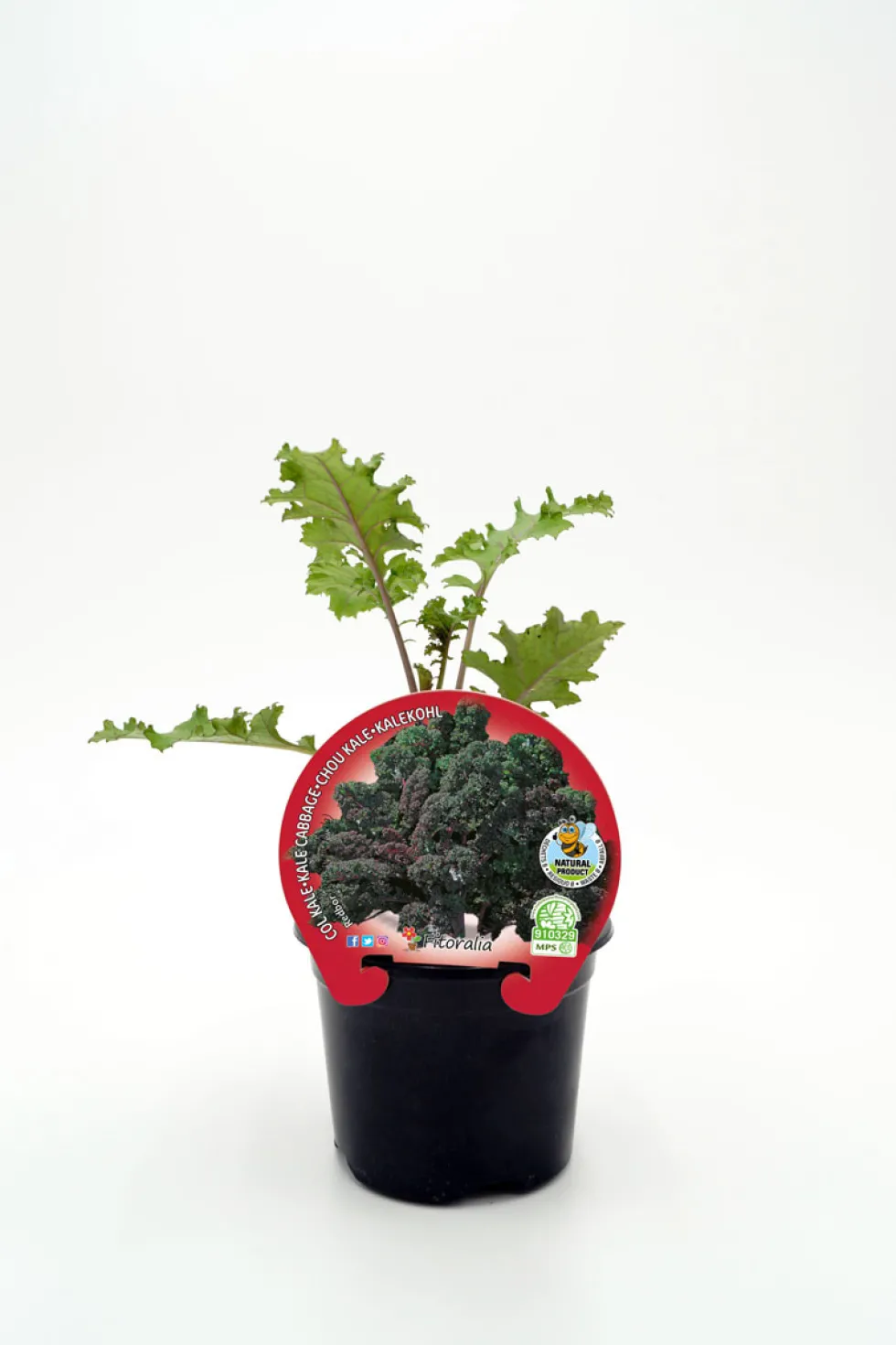 Col kale morada - Planta de huerto