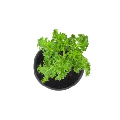 Col kale - Planta de huerto